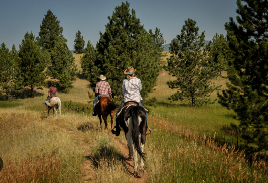 MONTANA - Circle Bar Guest Ranch